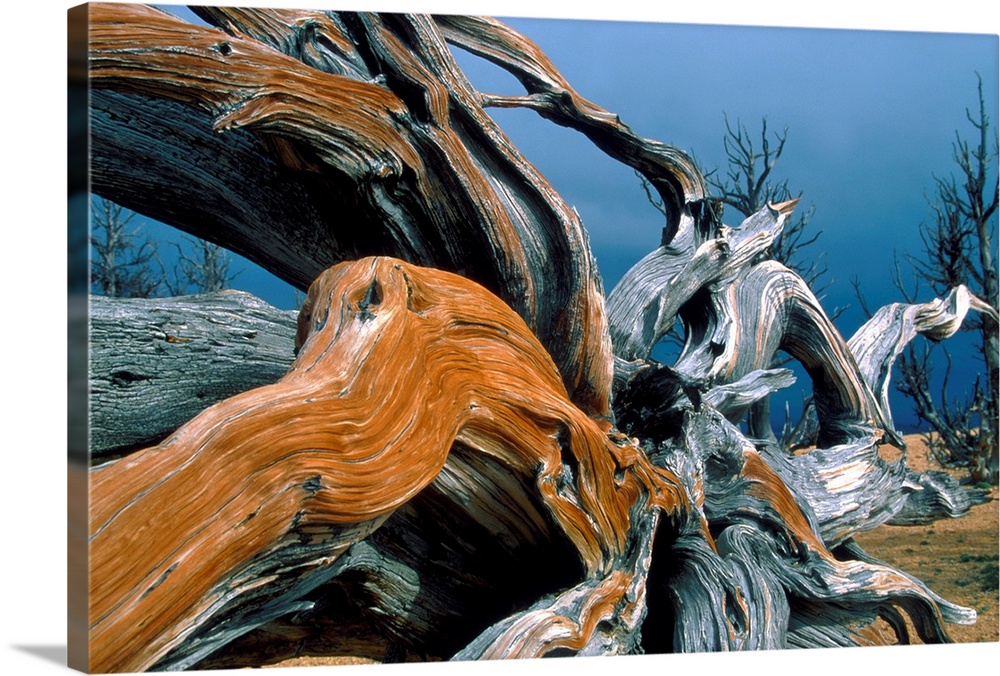 Dead Tree, Bryce Canyon National Park, Utah