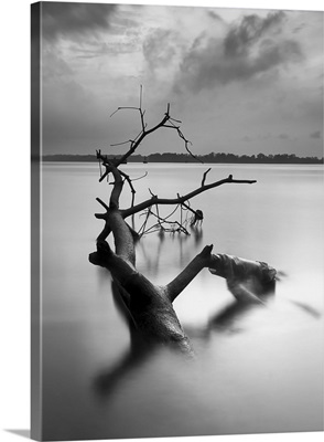 Dead tree in black and white