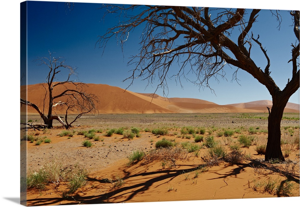 dead tree at dune 45 in desert landscape of Namib at Sossusvlei, Namib-Naukluft National Park, Namibia, Africa
