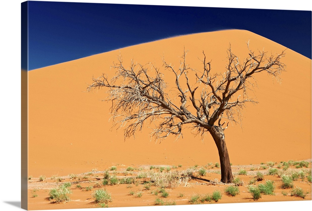 dead tree at dune 45, desert landscape of Namib at Sossusvlei, Namib-Naukluft National Park, Namibia, Africa