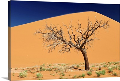 Dead tree, Namibia, Africa