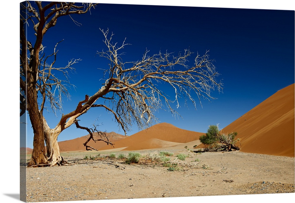 dead tree at dune 45 in desert Landscape of Namib at Sossusvlei, Namib-Naukluft National Park, Namibia, Africa