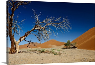 Dead tree, Namibia, Africa