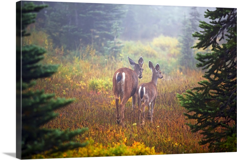 Two deer are photographed from behind standing in a grassy field with a layer of fog shown in the distance.