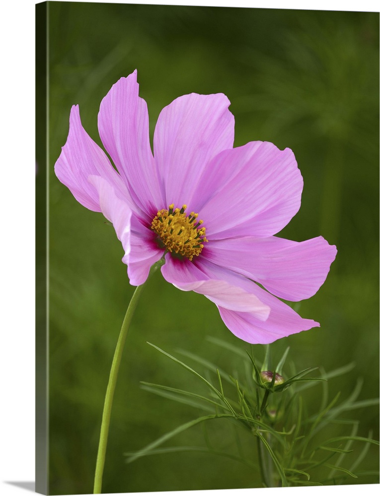 Pale pink cosmos flower and bud against a background of out of focus cosmos foliage in a garden.