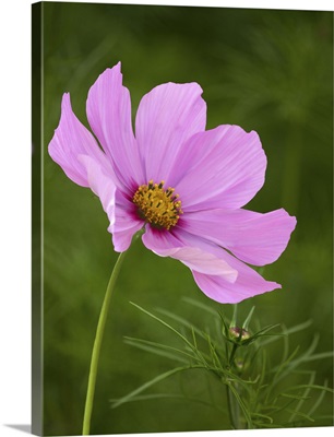 Delicate pink cosmos flower with bud in garden