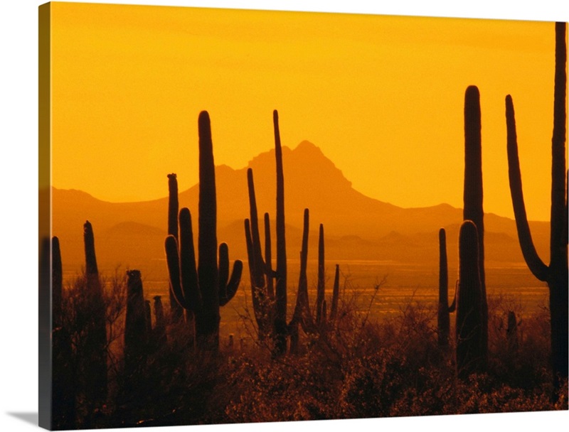 Desert at sunset | Great Big Canvas