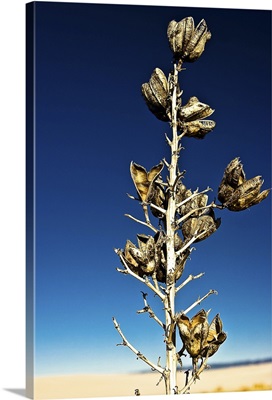 Desert Plant, New Mexico, USA