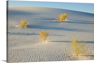Desert plants, White Sands National Monument, New Mexico