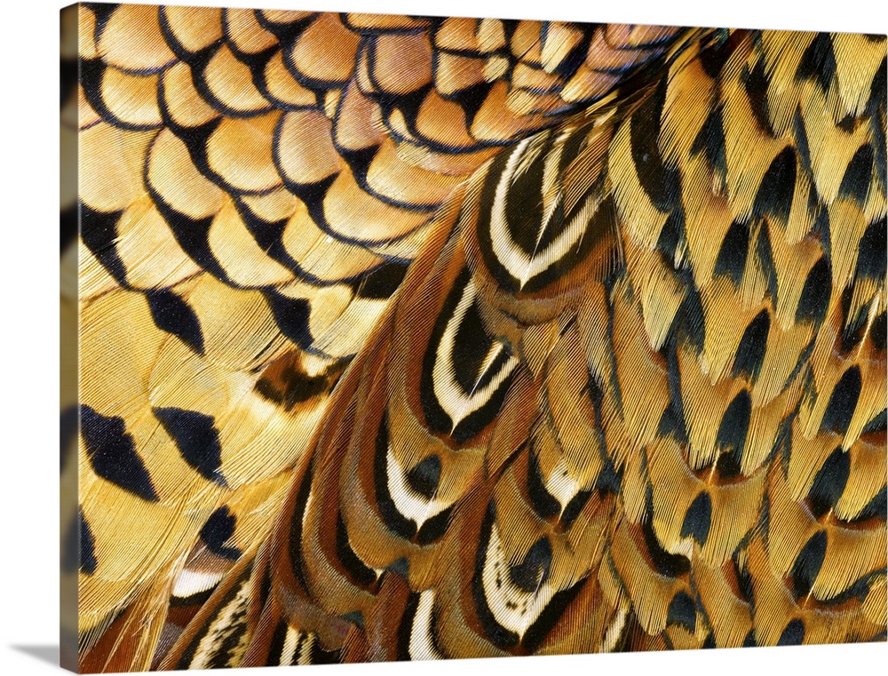 Detail of Pheasant Feathers | Large Solid-Faced Canvas Wall Art Print | Great Big Canvas