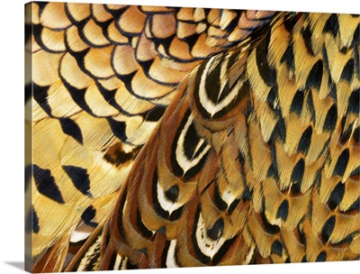 Detail of Pheasant Feathers