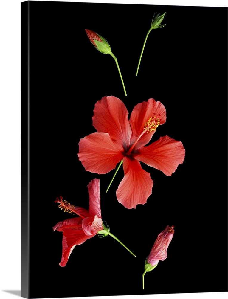 Red hibiscus flower in five different stages of life, tight green bud, bud showing a flash of red, fully open mature flowe...