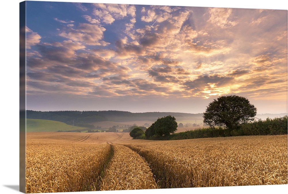 Devonshire wheat fields in Summer, a colourful dawn sky over rolling hills with tractor lines in the wheat snaking off int...