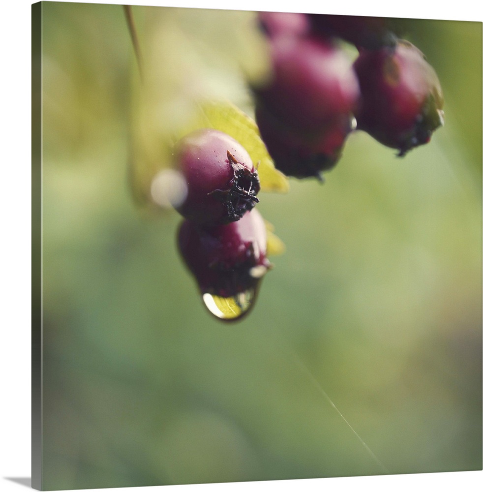 Dew dripping from berries.