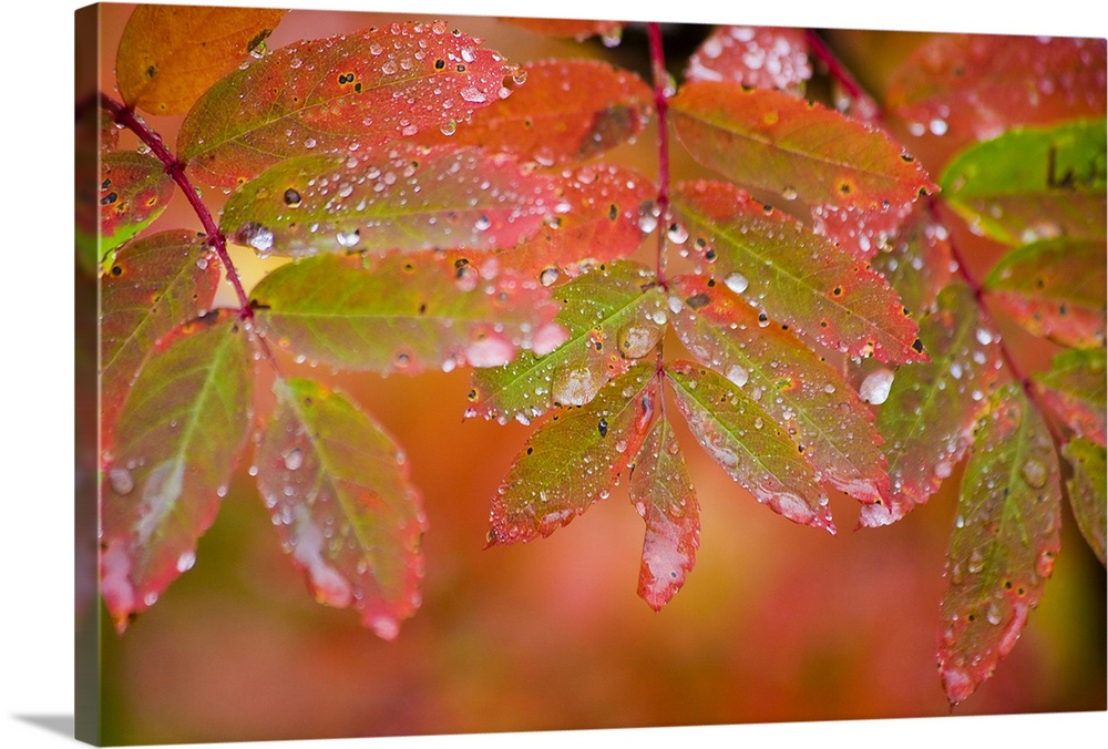 Image on canvas of leaves with water droplets on top of them.
