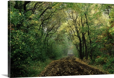 Dirt road in autum, Rockville Center, NY