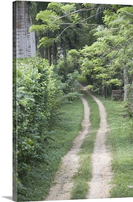 Dirt road in rural Caribbean forest