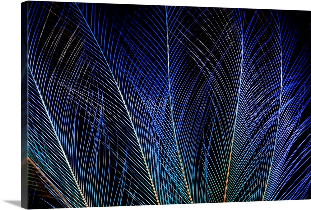 Display feathers of Blue Bird of Paradise photographed Sammamish, WA