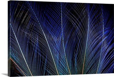 Display Feathers Of Blue Bird Of Paradise