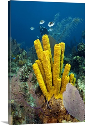 Diver Enjoying Healthy Reef, Belize