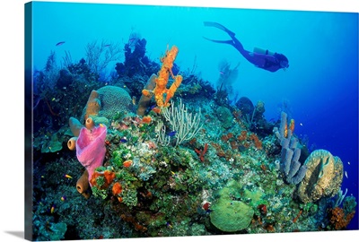 Diver exploring coral reef
