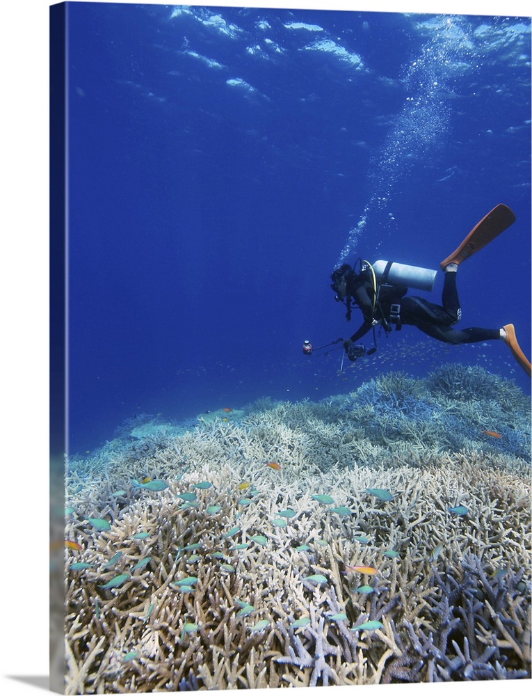Diver undersea, Okinawa Prefecture, Japan