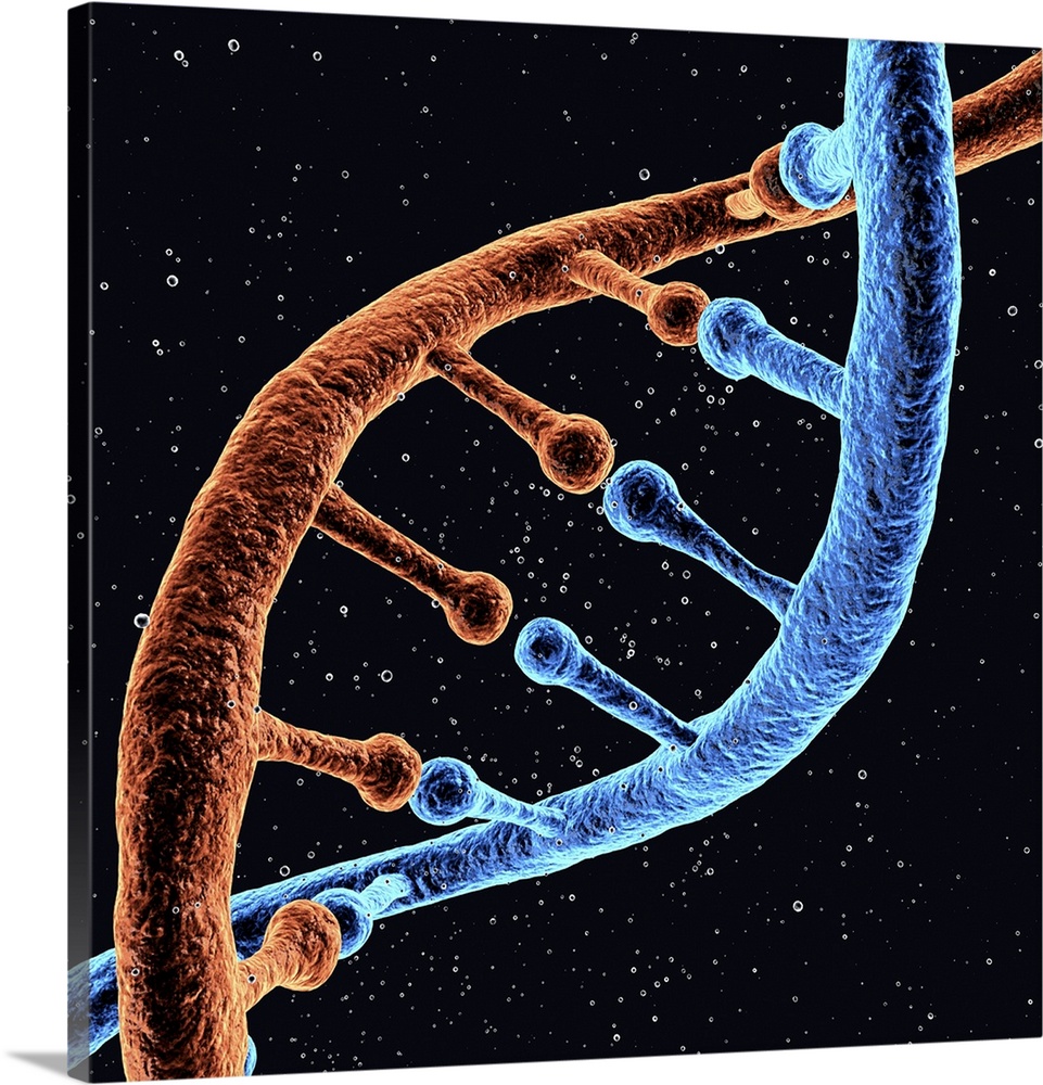 DNA molecule, computer artwork.