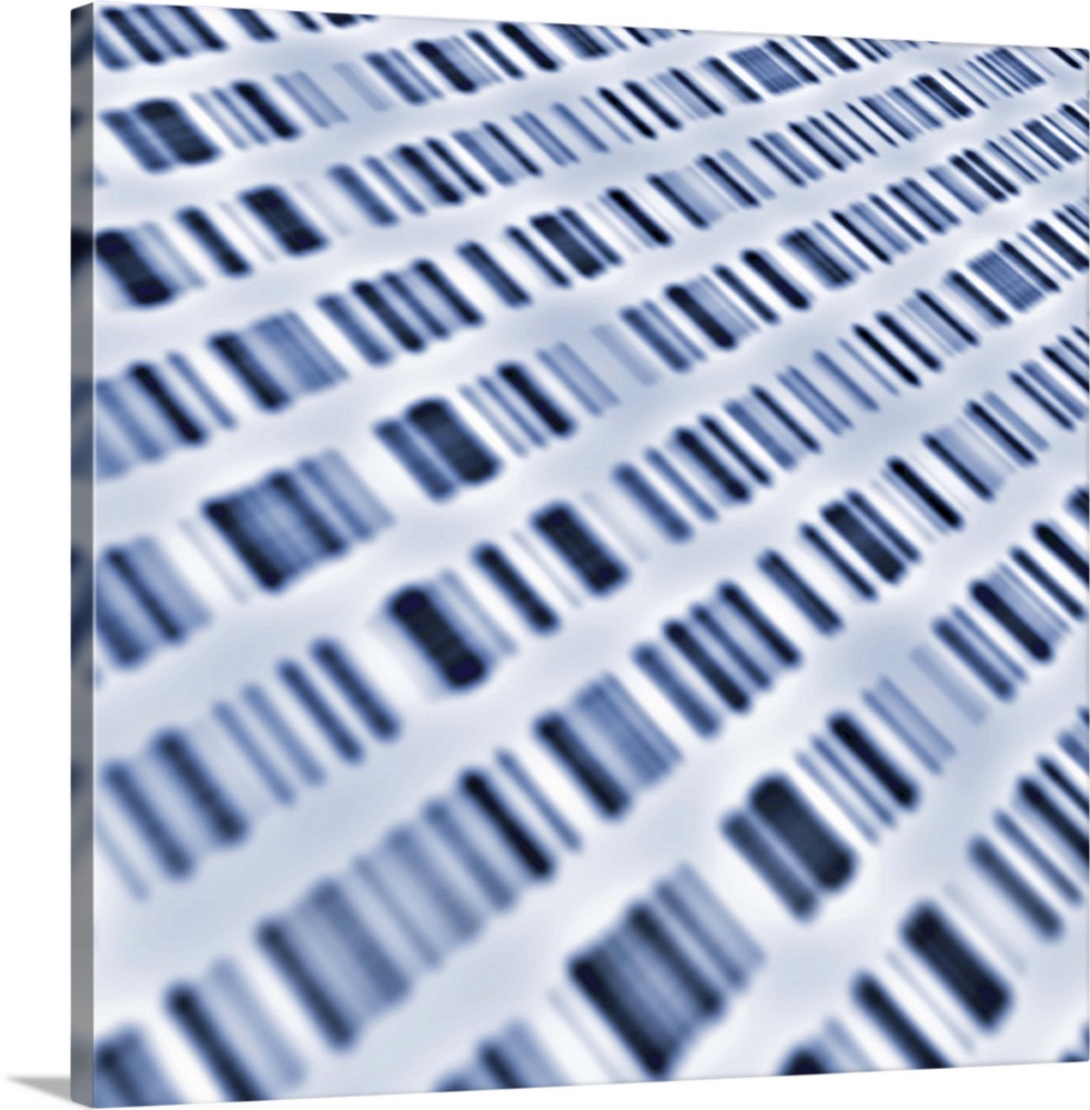 DNA sequences. Computer composite of several autoradiograms of DNA (deoxyribonucleic acid) sequences, sometimes known as D...