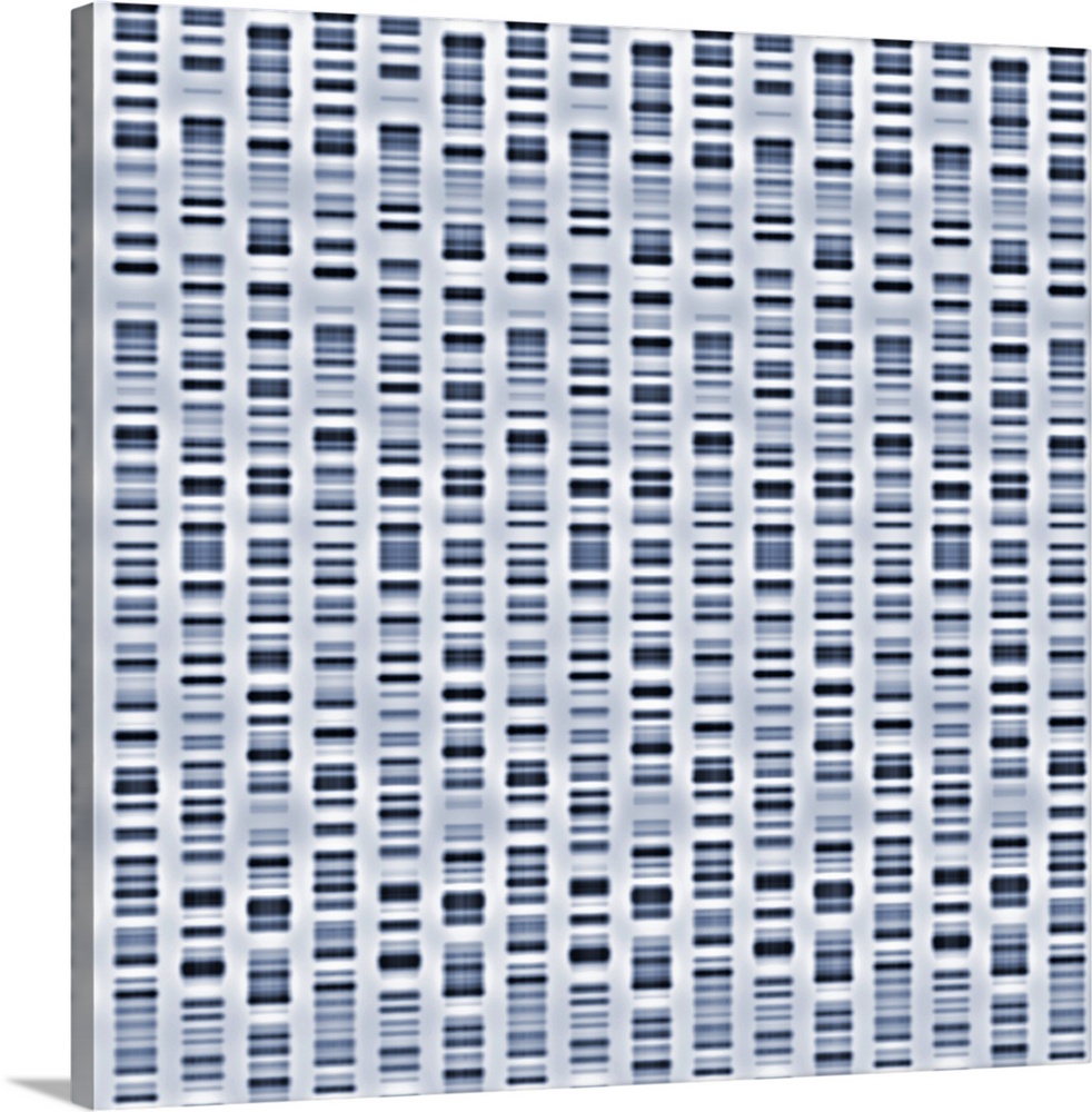 DNA sequences. Computer composite of several autoradiograms of DNA (deoxyribonucleic acid) sequences, sometimes known as D...