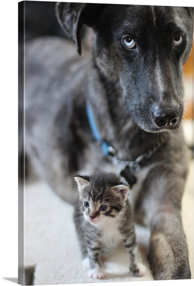 Close-up of Catahoula Leopard dog with tabby white kitten.