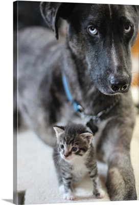 Dog and kitten