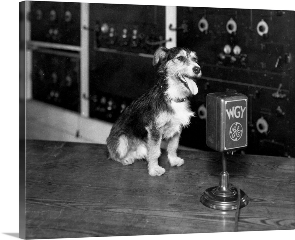 Skip sits in front of a WGY short-wave microphone where his bark was heard around the world and where he engaged in a cat ...