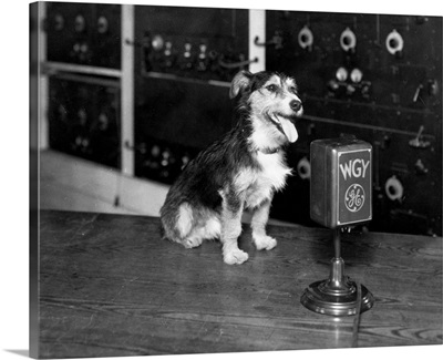 Dog At Wgy Radio Microphone