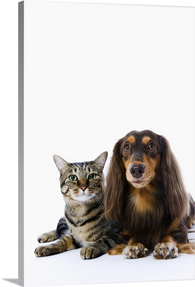 Dog (Dachshund) and cat (Japanese cat) on white background