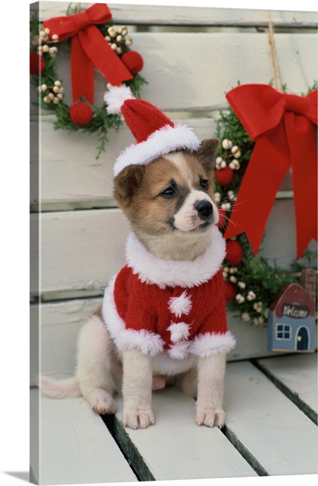 Dog Dressed Up As Santa Claus