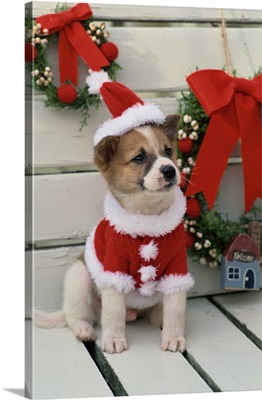 Dog Dressed Up As Santa Claus