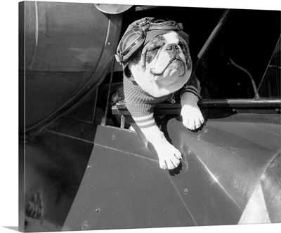 Dog Flying In Aircraft