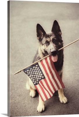 Dog Holding American Flag In Mouth