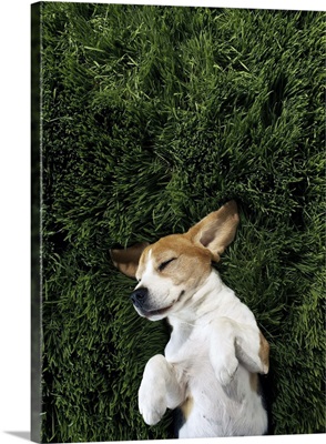 Dog in lying in grass sleeping