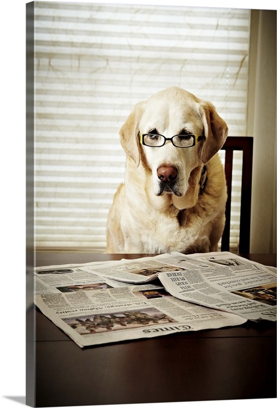 Picture of Dog in morning routine | Great Big Canvas
