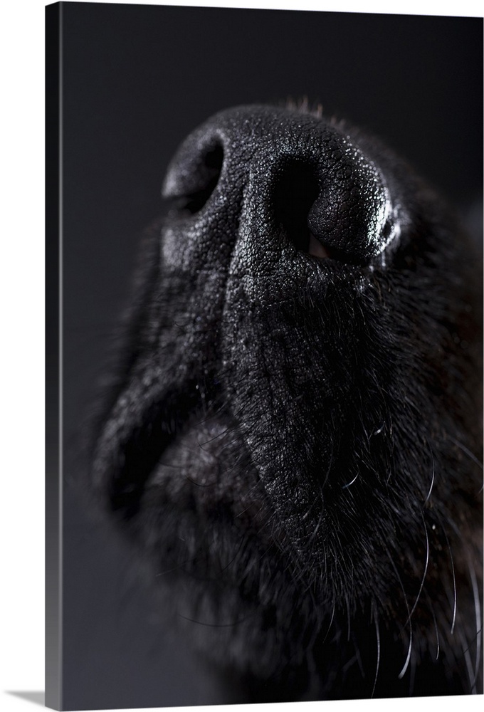 Dog nose, close-up