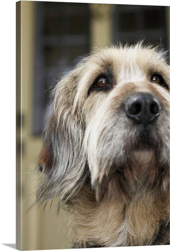 Dog on front porch