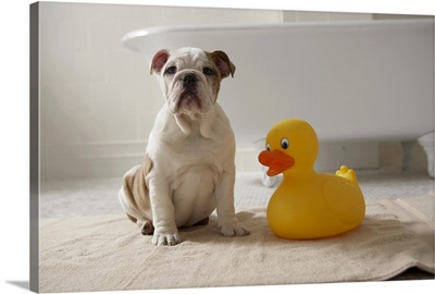 Dog on mat with plastic duck