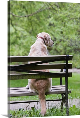 Dog resting on a park bench