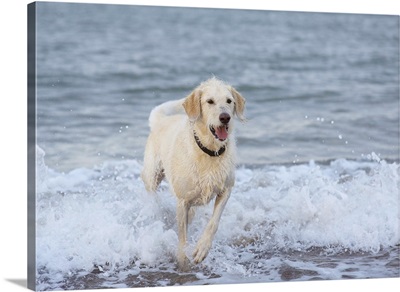 Dog running in water at beach.