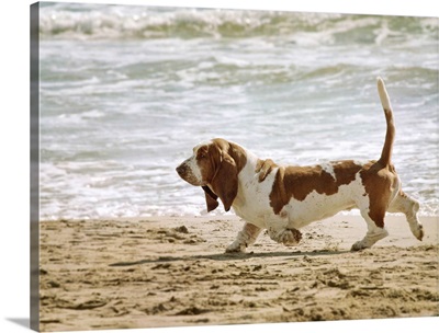 Dog running on the beach