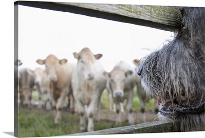 Dog watching cows through fence