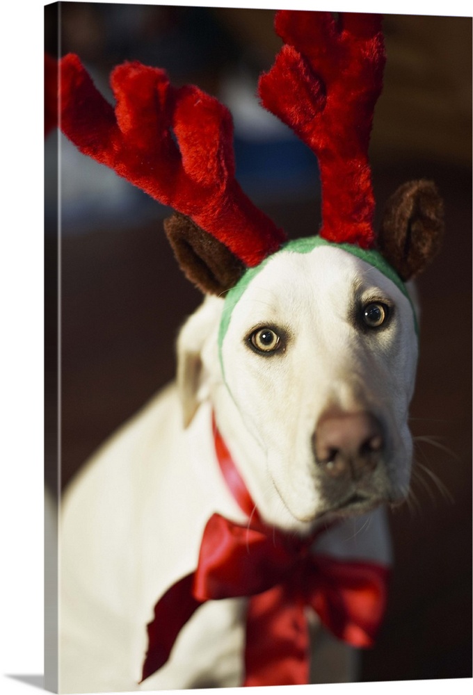 Dog wearing reindeer antlers