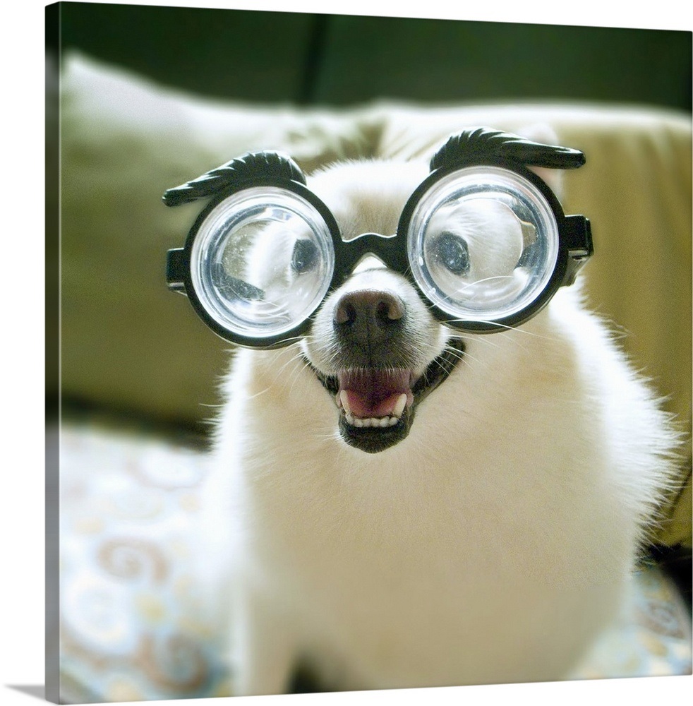 Dog with big glasses. Wall Art, Canvas Prints, Framed Prints, Wall