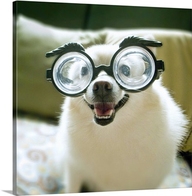 Dog with big glasses.